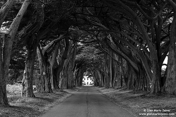 USA - Inverness - Point Reyes National Seashore (04/08/2015)