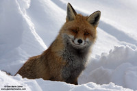 Vulpes vulpes / Volpe / Red fox / Renard roux