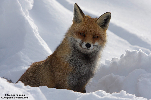 Vulpes vulpes / Volpe / Red fox / Renard roux