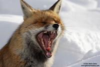 Vulpes vulpes / Volpe / Red fox / Renard roux