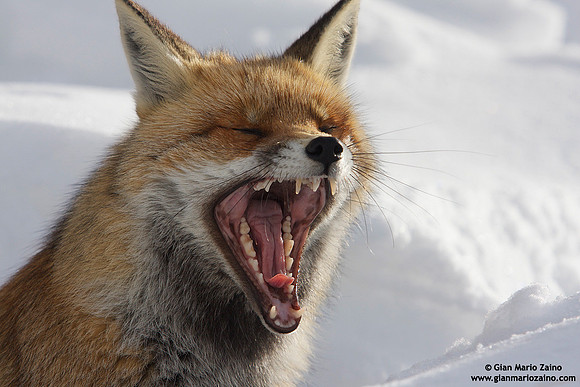 Vulpes vulpes / Volpe / Red fox / Renard roux
