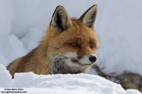 Vulpes vulpes / Volpe / Red fox / Renard roux