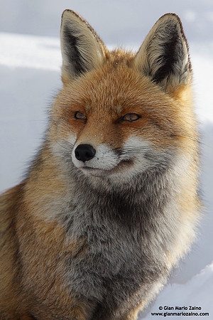 Vulpes vulpes / Volpe / Red fox / Renard roux