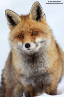 Vulpes vulpes / Volpe / Red fox / Renard roux