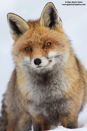Vulpes vulpes / Volpe / Red fox / Renard roux
