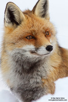 Vulpes vulpes / Volpe / Red fox / Renard roux