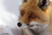 Vulpes vulpes / Volpe / Red fox / Renard roux