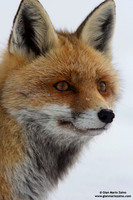 Vulpes vulpes / Volpe / Red fox / Renard roux