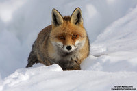 Vulpes vulpes / Volpe / Red fox / Renard roux