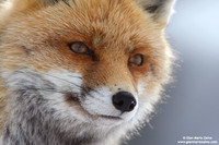 Vulpes vulpes / Volpe / Red fox / Renard roux