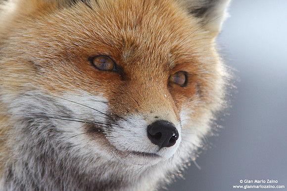 Vulpes vulpes / Volpe / Red fox / Renard roux