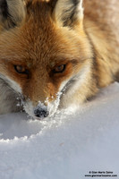 Vulpes vulpes / Volpe / Red fox / Renard roux