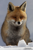 Vulpes vulpes / Volpe / Red fox / Renard roux