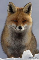 Vulpes vulpes / Volpe / Red fox / Renard roux