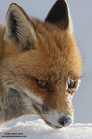 Vulpes vulpes / Volpe / Red fox / Renard roux