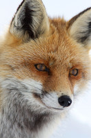 Vulpes vulpes / Volpe / Red fox / Renard roux
