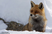Vulpes vulpes / Volpe / Red fox / Renard roux