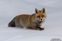 Vulpes vulpes / Volpe / Red fox / Renard roux