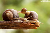 Helix aspersa / Chiocciola / Garden snail / Escargot