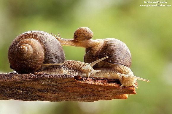 Helix aspersa / Chiocciola / Garden snail / Escargot