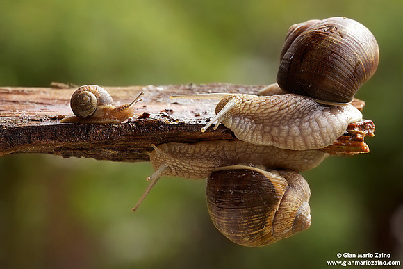 Helix aspersa / Chiocciola / Garden snail / Escargot