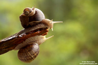 Helix aspersa / Chiocciola / Garden snail / Escargot