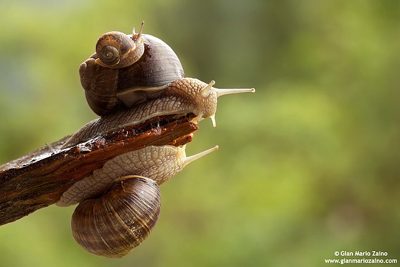 Helix aspersa / Chiocciola / Garden snail / Escargot