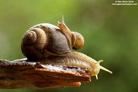 Helix aspersa / Chiocciola / Garden snail / Escargot