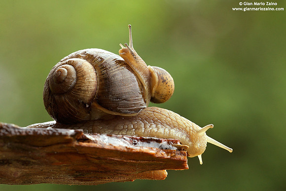 Helix aspersa / Chiocciola / Garden snail / Escargot