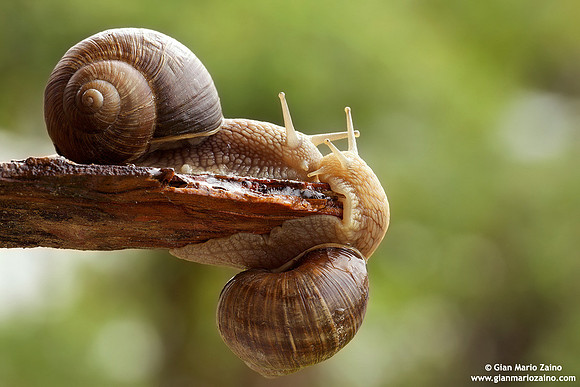 Helix aspersa / Chiocciola / Garden snail / Escargot
