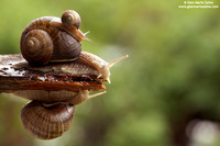 Helix aspersa / Chiocciola / Garden snail / Escargot