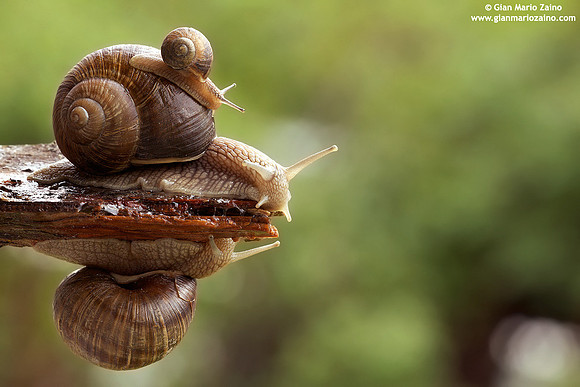 Helix aspersa / Chiocciola / Garden snail / Escargot