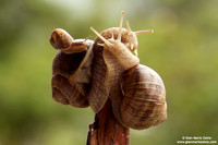 Helix aspersa / Chiocciola / Garden snail / Escargot