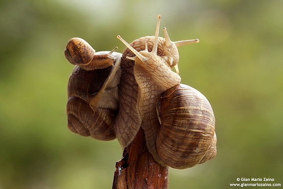 Helix aspersa / Chiocciola / Garden snail / Escargot