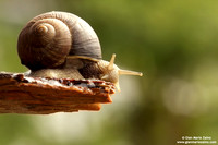 Helix aspersa / Chiocciola / Garden snail / Escargot