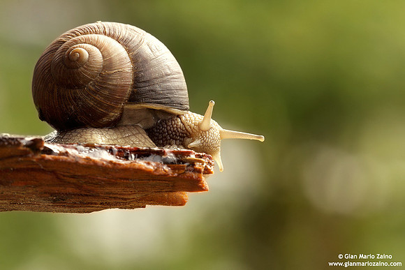 Helix aspersa / Chiocciola / Garden snail / Escargot