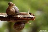 Helix aspersa / Chiocciola / Garden snail / Escargot