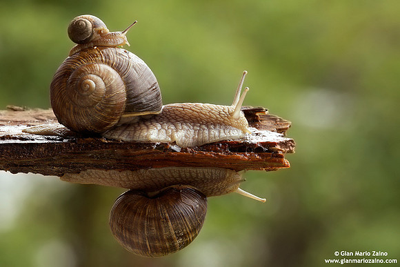 Helix aspersa / Chiocciola / Garden snail / Escargot