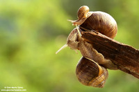 Helix aspersa / Chiocciola / Garden snail / Escargot