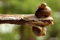Helix aspersa / Chiocciola / Garden snail / Escargot