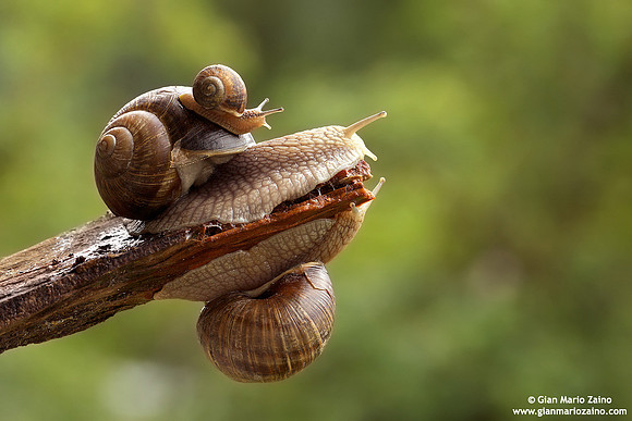 Helix aspersa / Chiocciola / Garden snail / Escargot
