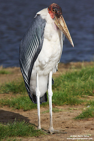 Leptoptilos crumeniferus / Marabù / Marabou stork / Marabout d'Afrique