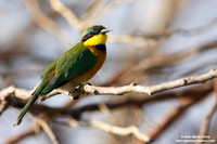 Merops pusillus / Gruccione minore / Little bee-eater / Guêpier nain