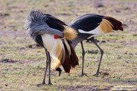 Balearica regulorum / Gru coronata grigia / Grey crowned crane / Grue royale