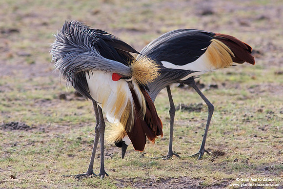 Balearica regulorum / Gru coronata grigia / Grey crowned crane / Grue royale