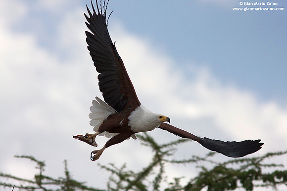 Haliaeetus vocifer / Aquila pescatrice africana / Fish eagle / Pygargue vocifer