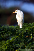 Bubulcus ibis / Airone guardabuoi / Common cattle-egret / Héron garde-boeufs