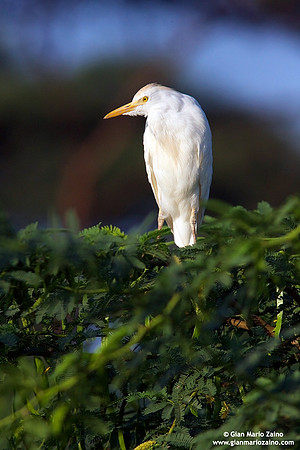 Bubulcus ibis / Airone guardabuoi / Common cattle-egret / Héron garde-boeufs