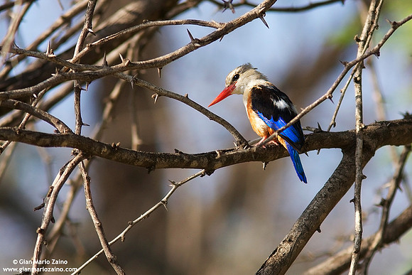 Halcyon leucocephala / Martin pescatore testa grigia / Chestnut-bellied kingfisher / Martin-chasseur à tête grise