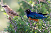 Lamprotornis superbus / Storno superbo / Superb starling / Choucador superbe